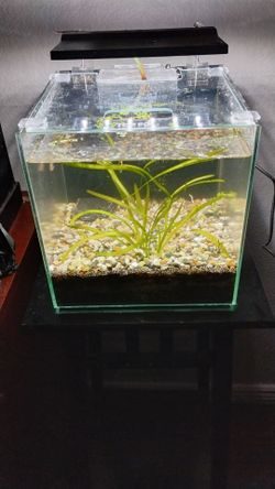 Guppy breeding tank