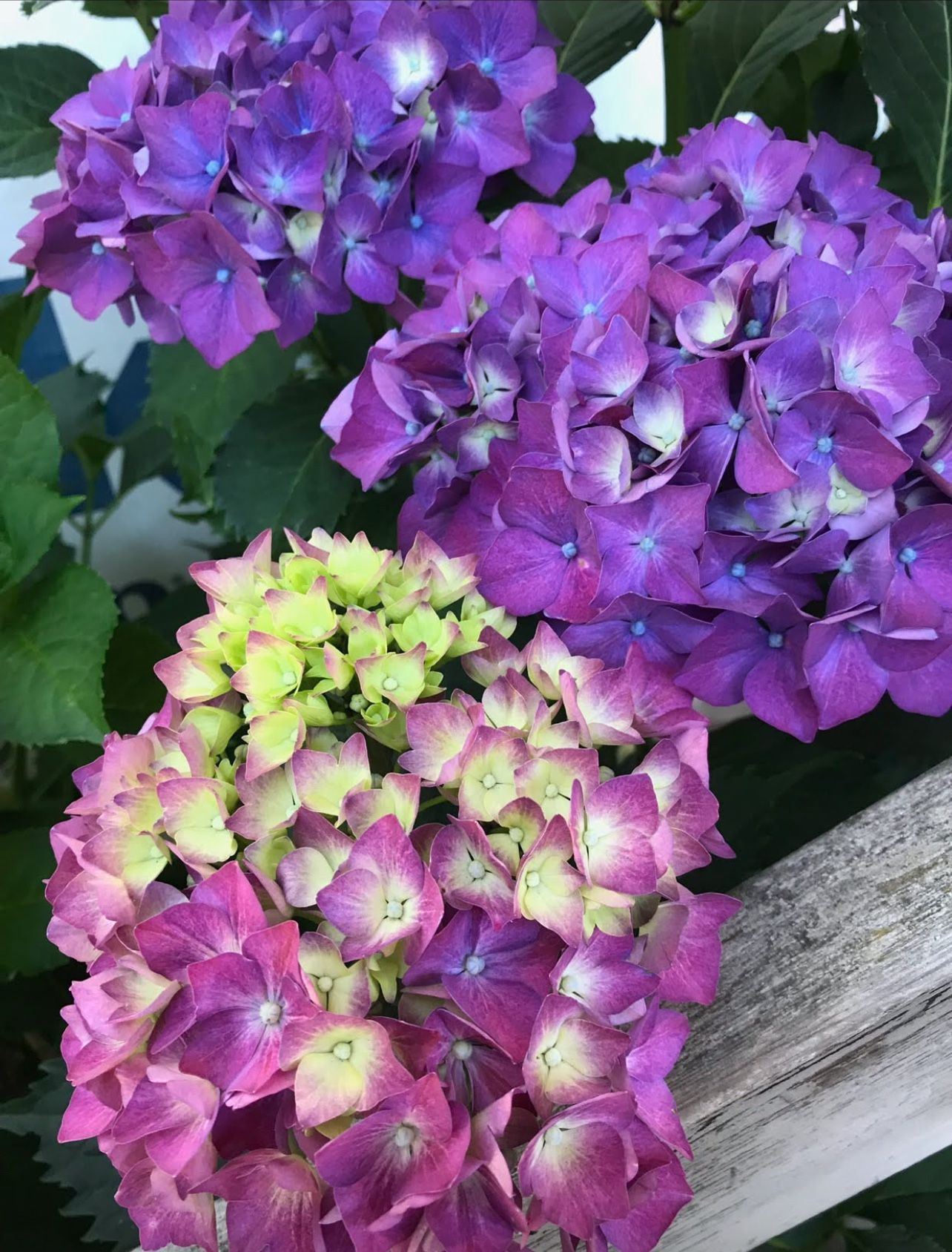 Hydrangea Perennial Plant Will Bloom Soon.