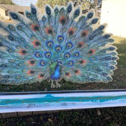 Pretty Peacock Mirror 