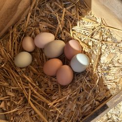 Farm Fresh Eggs