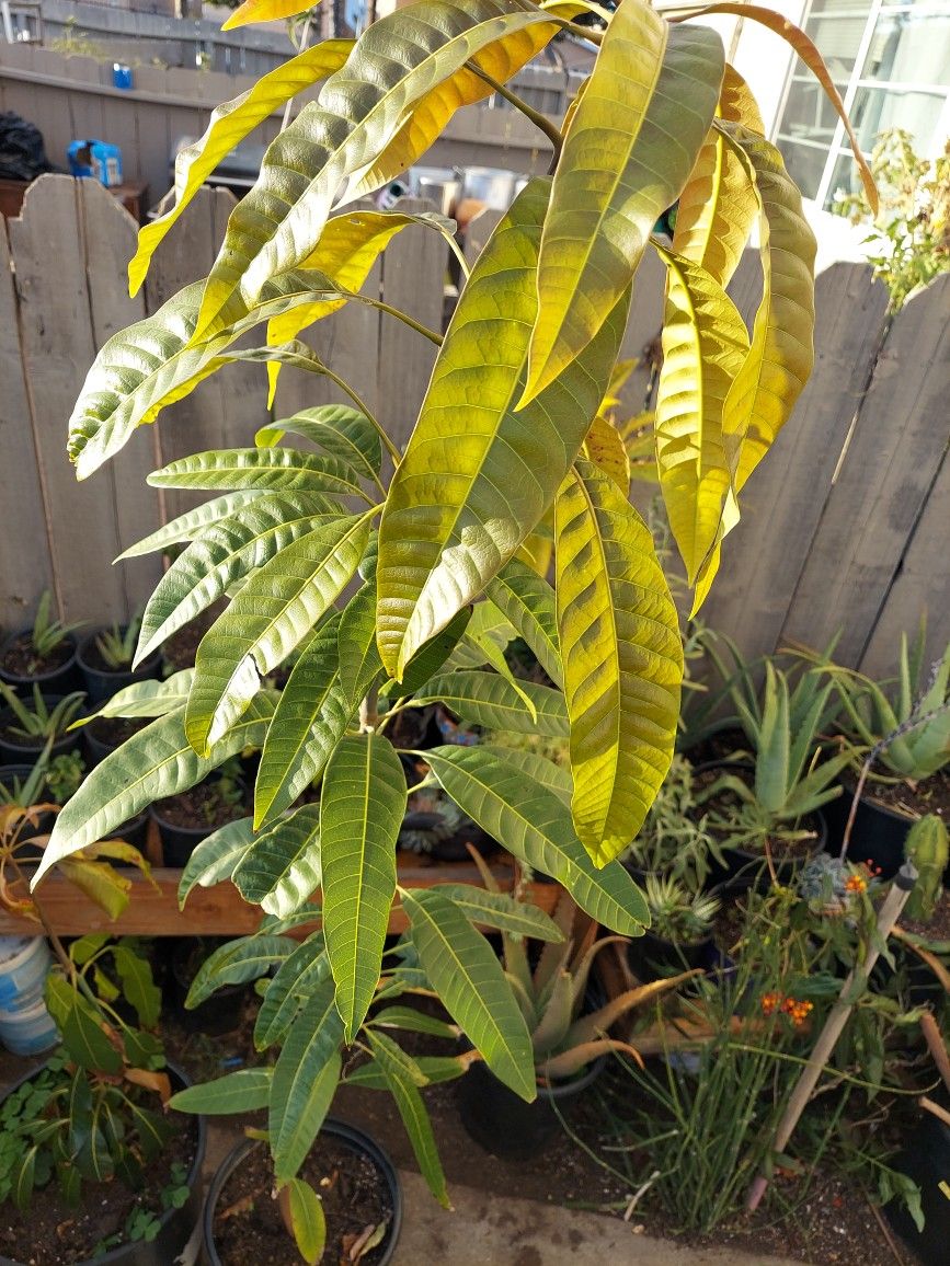 Fruit Mango Trees