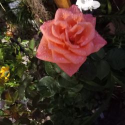 Rosales De Flor Grande