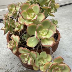 Echeveria Elegans; 2 Succulents In Terra Cora Planter $10
