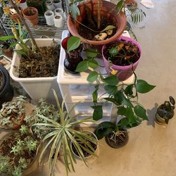 Plants And Succulents