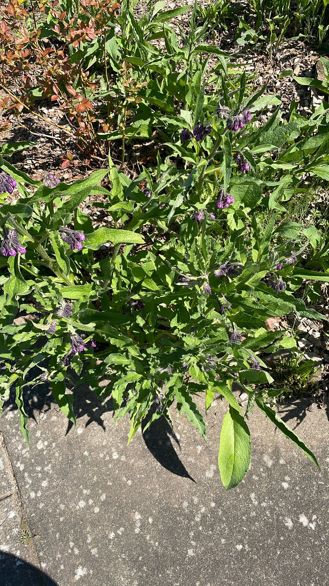 Comfrey!