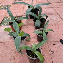 Agave American Blue Agave plants