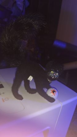 Halloween 4in. SCARED KITTY WITH EYEBALL