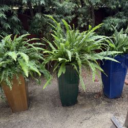 Three Fern In Multicolored Ceramic Pots