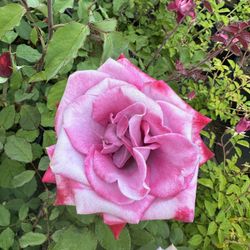 Rose Bushes
