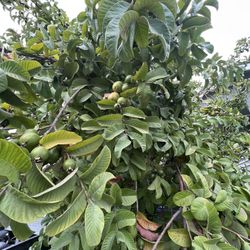 Guava / Guayabas