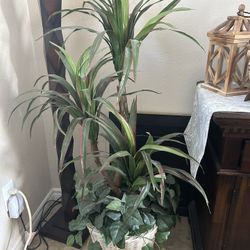 House Plant 