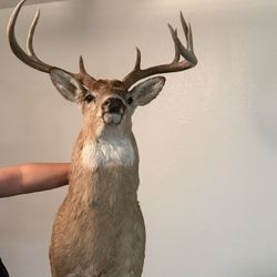 Deer Head