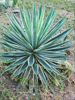 Plants for sale. You must dig out. Have several prices depending on size.