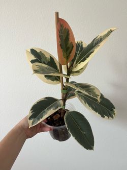 Ficus Ruby Rubber Plant in 6” pot