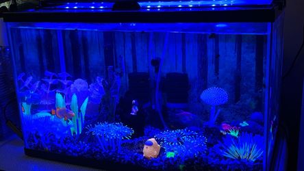 Fish tank 10 gallon