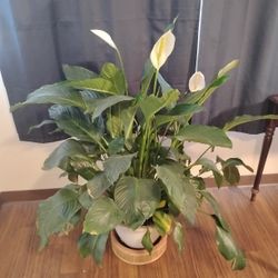 Peace Lilly 4' X 4'