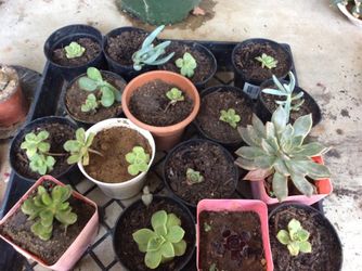 Plants