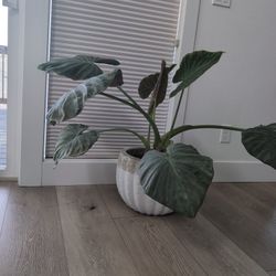 Elephant Ears Indoor Plant