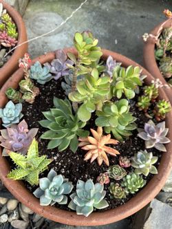 Succulent Arrangements