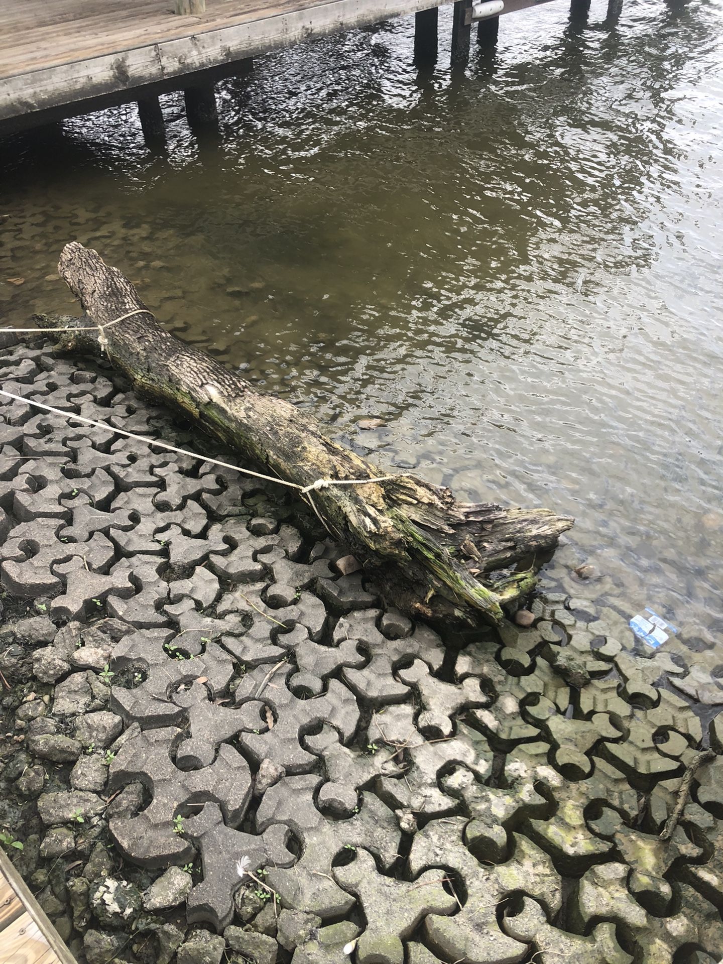 Free. Large Driftwood Pieces . NASA Area