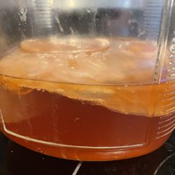 Kombucha Probiotic Fermented Tea Scoby