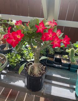 Rosa de desierto / desert rose