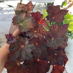 6” Begonia Rex