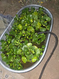 Water hyacinth for trade or sell