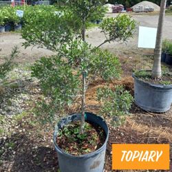 Topiary Tree $135