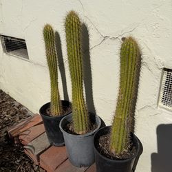 San Pedro Cactus  about 23”+ tall, each $9