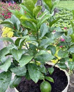 Lime Trees
