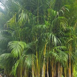 Spectacular Arecas Palms For Inmediate Privacy!! 6 Feet Tall!! Fertilized! Excellent Price And Quality 