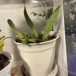 Rat Tail Cactus