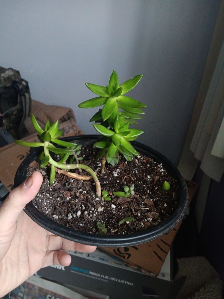 Succulent Plant