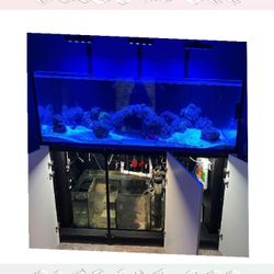 Big Aquarium Tank - Wide & Gorgeous meeting again