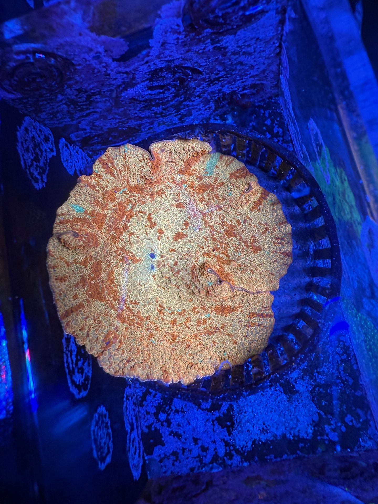 Reef Tank