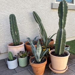 Cactus/Succulent Collection 