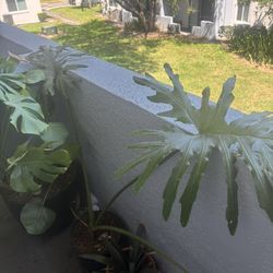 Plants For Sale 