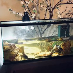 Turtle Tank And Turtle 