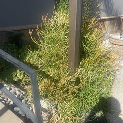 Stick Plant