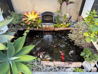 Hard Liner Koi Fish Pond Water Garden