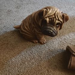 Shar Pei 