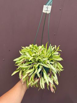 6” variegatedhoya wayettii