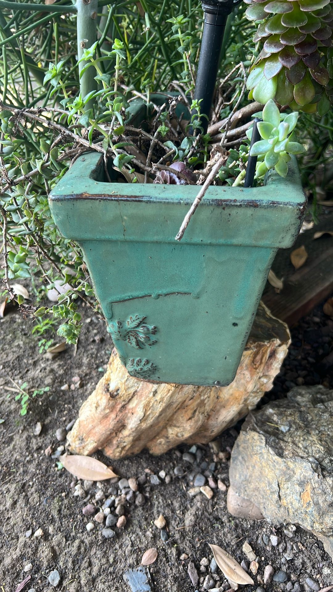 Ceramic Pot With Plant
