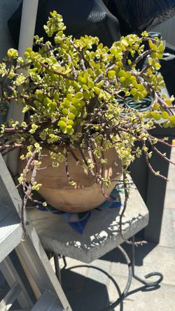 Succulent in Terra cota pot