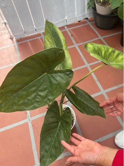 Alocasia Plant