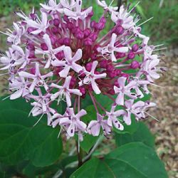 2 Plants In Weeki Wachee Spring Hill