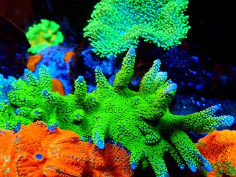 Saltwater Reef Tank Sps F/s Decor