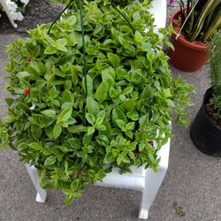 Nice Plant $17 Hanging Bonita Planta 