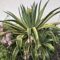 Succulent Cactus Plants